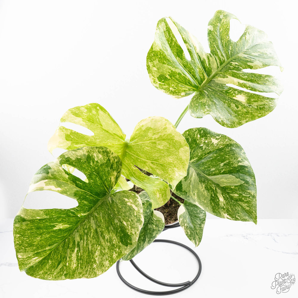 Monstera Deliciosa 'Thai Constellation' Green Snow *Grower's Choice*