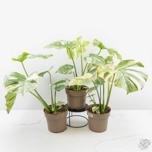 Monstera Deliciosa 'Thai Constellation' Green Snow *Grower's Choice*