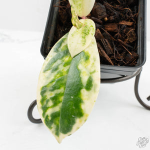 Hoya Carnosa 'Madara' (aka 'Snow Angel') (wk18-UN)