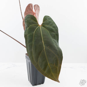 Anthurium Lynette '18' x Dark & Handsome '9' by DocBlock® (wk21-S)