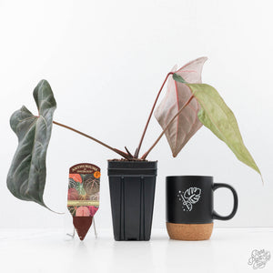Anthurium Lynette '18' x Dark & Handsome '9' by DocBlock® (wk21-T)