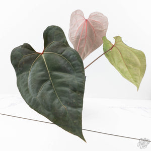 Anthurium Lynette '18' x Dark & Handsome '9' by DocBlock® (wk21-T)