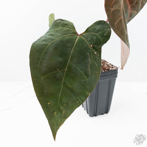 Anthurium Lynette '18' x Dark & Handsome '9' by DocBlock® (wk21-T)