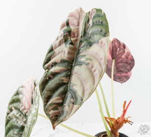 Alocasia 'Cuprea' True Pink Variegated *Corm Grown* (wk13-UV)