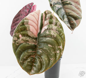Alocasia 'Cuprea' True Pink Variegated *Corm Grown* (wk13-UV)