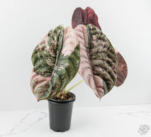 Alocasia 'Cuprea' True Pink Variegated *Corm Grown* (wk13-UV)