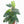 Amydrium cv. NOID *Grower's Choice*