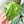 Amydrium cv. NOID *Grower's Choice*