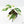 Monstera Adansonii 'Double Windows' Albo Variegated (Commonly Labeled as Monstera Acuminata Albo) *Grower's Choice*