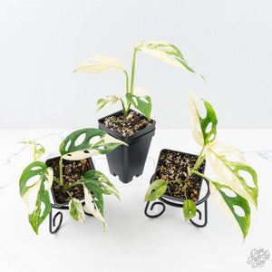 Monstera Adansonii 'Double Windows' Albo Variegated (Commonly Labeled as Monstera Acuminata Albo) *Grower's Choice*