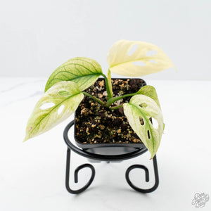 Monstera Adansonii ‘Double Windows’ Mint Variegated (Commonly Mislabeled as Monstera Acuminata Mint) *Grower's Choice*