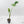 Monstera Deliciosa 'Hurricane' (wk42-U178)
