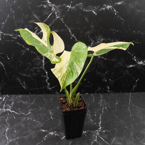 Monstera Deliciosa 'Medusa' (wk42-U120)