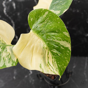 Monstera Deliciosa 'Medusa' (wk42-U120)