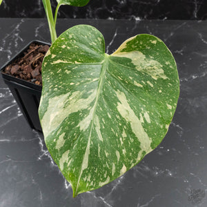 Monstera Deliciosa 'Medusa' (wk40-U8)