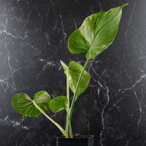 Monstera Deliciosa 'Medusa' (wk40-U8)