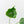 Monstera Deliciosa 'Unniiae' (wk42-U177)