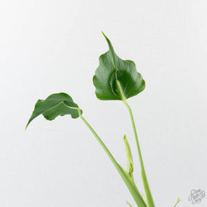 Monstera Deliciosa 'Unniiae' (wk42-U177)