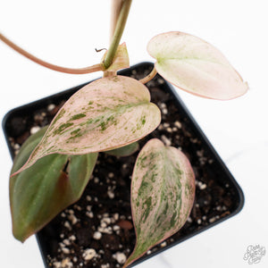 Philodendron micans pink mint variegated  *Grower's Choice*