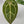9004 Anthurium Zara ‘29’ x (Michelle x Zara ‘28’)