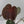 9031 Anthurium Red Velvet Cake ‘24’ x Zara ‘29’
