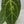 9010 Anthurium Brown Derby ‘39’ Brown Derby ‘39’