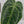 9034 Anthurium Thor’s Lightning ‘51’ x Red Crystal ‘12’