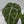 9046 Anthurium Brown Derby ‘39’ x Brown Derby ‘39’