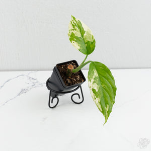 Aglaonema modestum 'Spilt Milk' (wk7-F)