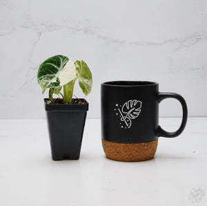 Alocasia 'Black Velvet Ninja' Albo Variegated *Grower's Choice*