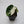 Alocasia 'Black Velvet Ninja' Albo Variegated *Grower's Choice*