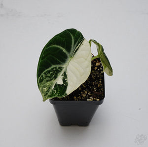 Alocasia 'Black Velvet Ninja' Albo Variegated *Grower's Choice*