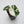 Alocasia 'Black Velvet Ninja' Albo Variegated *Grower's Choice*