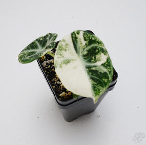 Alocasia 'Black Velvet Ninja' Albo Variegated *Grower's Choice*
