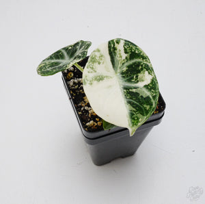 Alocasia 'Black Velvet Ninja' Albo Variegated *Grower's Choice*