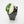 Alocasia 'Black Velvet Ninja' Albo Variegated *Grower's Choice*