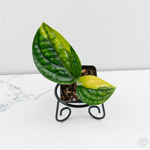 Monstera sp. 'Peru' Variegated *Grower's Choice*