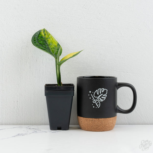 Monstera sp. 'Peru' Variegated *Grower's Choice*