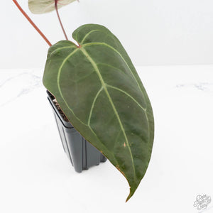 Anthurium Zara '29' x Dark and Handsome '9' by DocBlock® (wk20-V)