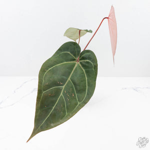 Anthurium Zara '29' x Dark and Handsome '9' by DocBlock® (wk20-V)