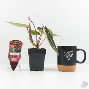 Anthurium Zara '29' × (Michelle® x Zara '28') byDocBlock® (wk18-Y)