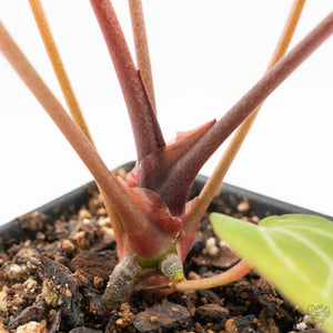 Anthurium Zara '29' × (Michelle® x Zara '28') byDocBlock® (wk18-Y)