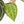 Anthurium Zara '29' × (Michelle® x Zara '28') byDocBlock® (wk18-Y)