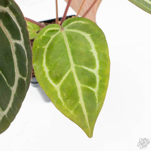 Anthurium Zara '29' × (Michelle® x Zara '28') byDocBlock® (wk18-Y)
