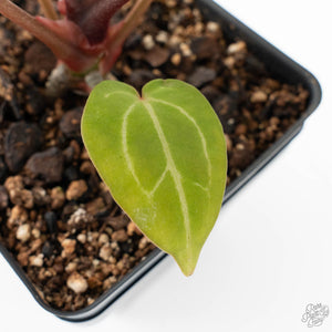 Anthurium Zara '29' × (Michelle® x Zara '28') byDocBlock® (wk18-Y)