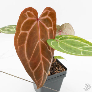 Anthurium Zara '29' × (Michelle® x Zara '28') byDocBlock® (wk18-Y)