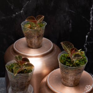 Anoectochilus roxburghii hayata 'Hong Sia' jewel orchid *Grower's Choice*