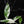 Musa 'Florida' variegated banana tree *grower's choice*