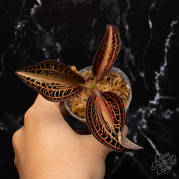 Anoectochilus siamensis 'white center' jewel orchid *Grower's choice*