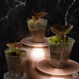 Anoectochilus roxburghii 'Thick and Large Leaves' jewel orchid *Grower's Choice*